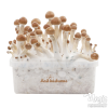 Photo FreshMushrooms® kit di coltivazione B+