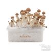 Photo FreshMushrooms® kit di coltivazione Ecuador