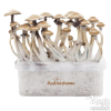Photo FreshMushrooms® kit di coltivazione Golden Teacher