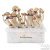 Photo FreshMushrooms® kit di coltivazione McKennaii
