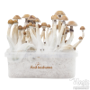 Photo FreshMushrooms® kit di coltivazione Mexican