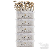 Photo FreshMushrooms® offerta tutto compreso 5 grow kits