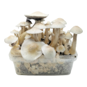 Albino Golden Teacher — Classic Grow Kit XL — Cloud920®