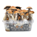 B+ — Classic Grow Kit XL — Cloud920®