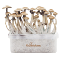 Golden Teacher Kit di Coltivazione - FreshMushrooms®