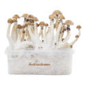 Mexican Kit di Coltivazione - FreshMushrooms®