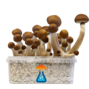 McKennaii Grow Kit 1200 ml — GetMagic®