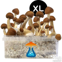 GetMagic B+ XL Growkit