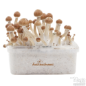 FreshMushrooms® kit di coltivazione Amazon