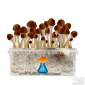 Kit di coltivazione Golden Teacher GetMagic 