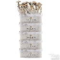 FreshMushrooms® offerta tutto compreso 5 grow kits
