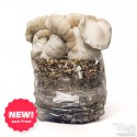 Jack Frost kit di funghi - Philosophr® 