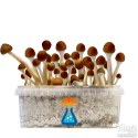 Mazatapec Kit di Coltivazione GetMagic