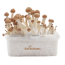 Amazon Freshmushrooms Magic Mushroom Grow Ki