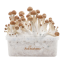 1x Scatola di crescente contenente la 'Cake' con micelio attiva di funghi magici B+ cubensis FreshMushrooms®