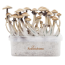 Golden teacher Freshmushrooms Magic Mushroom Grow Ki