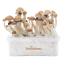 McKennaii Freshmushrooms Magic Mushroom Grow Ki