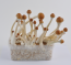 B+ mushroom kit