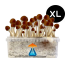 GetMagic Golden Teacher+ XL Grow Kit
