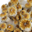 Hillbilly Pumpkin Psilocybe cubensis