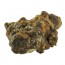 Tartufi magici Hollandia
