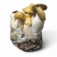 Kit di coltivazione per funghi Mac Galactic Cloud920