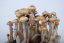 GetMagic Cambodian Growkit 