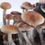 McKennaii psilocybe cubensis