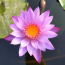 Pink Lotus | Nelumbo Nucifera