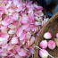 Pink Lotus | Nelumbo Nucifera