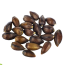 Ephedra (Ephedra sinica) semi
