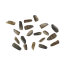 Wild dagga (Leonotis leonurus) seeds