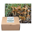 Wavy Caps Outdoor Grow Kit