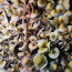Yellow Umbo Psilocybe cubensis