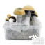 kit di coltivazione bluey vuitton cubensis