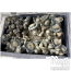 Blue Ghost cubensis