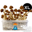 Colombian growkit xl