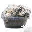 Kit di coltivazione del fungo magico Enigma