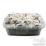 Kit di coltivazione Enigma Brainiac
