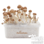 1x Scatola di crescente contenente la 'Cake' con micelio attiva di funghi magici Amazon cubensis FreshMushrooms®