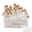 1x Scatola di crescente contenente la 'Cake' con micelio attiva di funghi magici B+ cubensis FreshMushrooms®