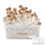 B+ Freshmushrooms Magic Mushroom Grow Ki