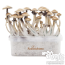 1x Scatola di crescente contenente la 'Cake' con micelio attiva di funghi magici Golden Teacher cubensis FreshMushrooms®