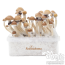 McKennaii Freshmushrooms Magic Mushroom Grow Ki