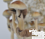 Maestra d'oro Psilocybe cubensis