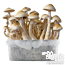 Kit di coltivazione per il fungo magico Golden Teacher 'Creme'