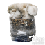 Jack Frost Grow Kit