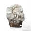 Kit di coltivazione funghi Leucistic Jedi Mind Fuck Cloud920® XL