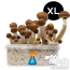 GetMagic McKennaii XL Grow Kit
