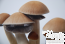 Mexican psilocybe cubensis